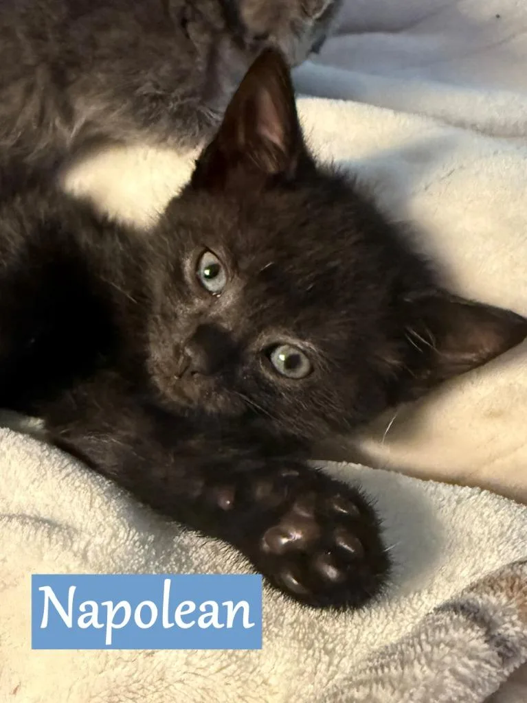 A baby medium-sized male Domestic Short Hair cat named Napolean for adoption in Hoover , AL