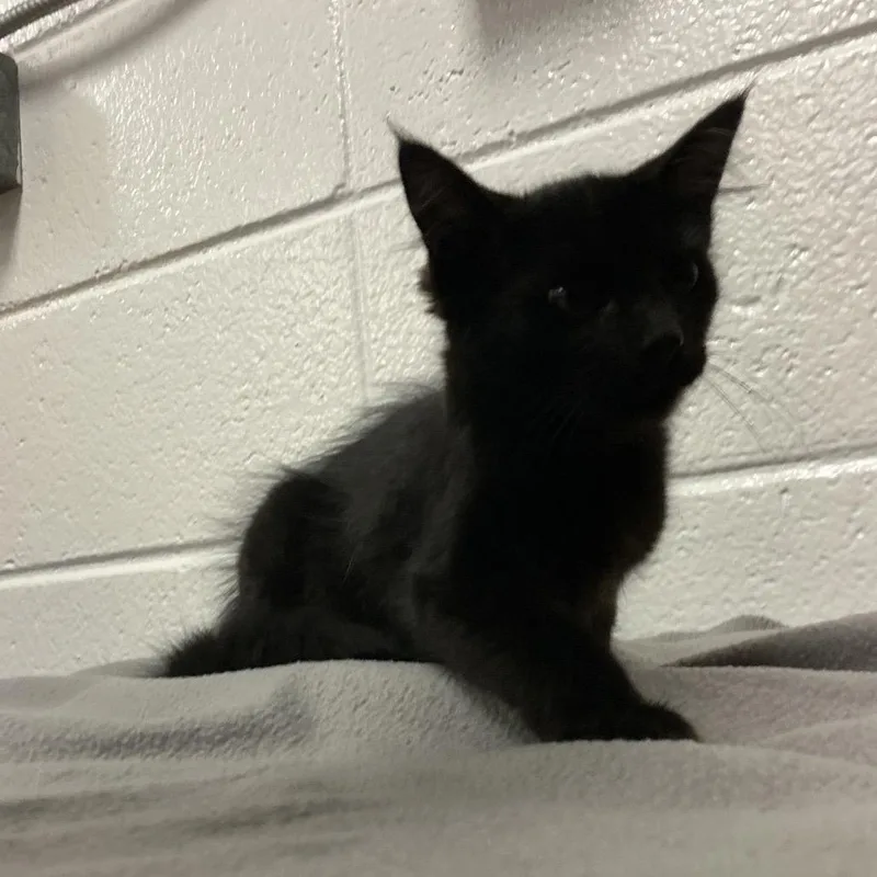 A baby small-sized female Black Domestic Short Hair cat named Grammy for adoption in Spruce Pine, NC