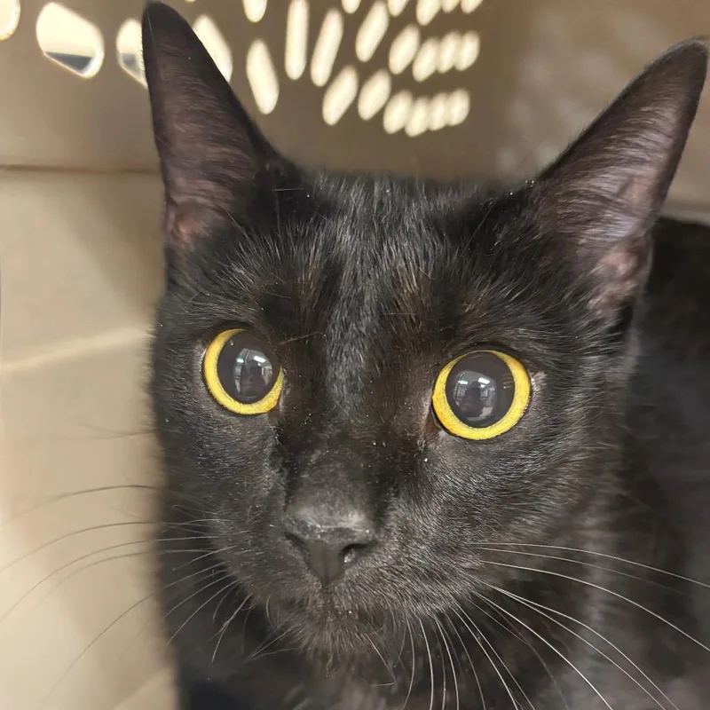 An adult medium-sized female Black Domestic Short Hair cat named Valerie for adoption in Birmingham, AL