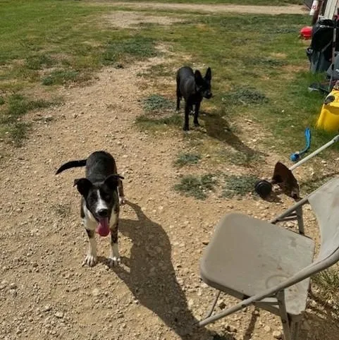 A baby medium-sized female Merle (Blue) Australian Cattle Dog / Blue Heeler dog named Macy for adoption in Williston, VT