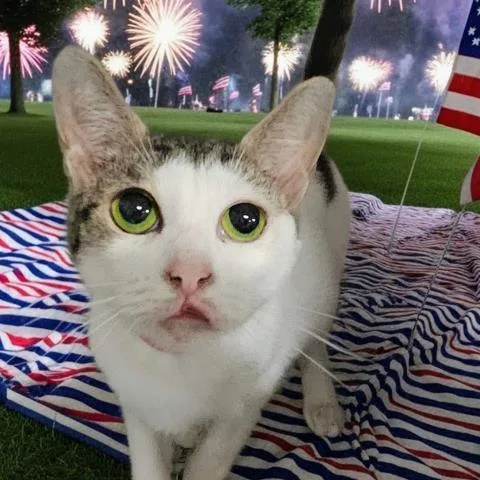 A young small-sized female Domestic Short Hair cat named Sparkle for adoption in Clinton Township, MI