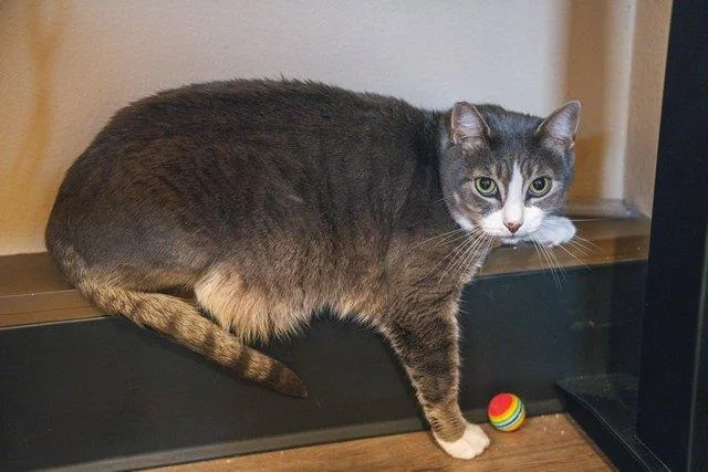 An adult medium-sized male Domestic Short Hair cat named Sparrow for adoption in Portland, OR