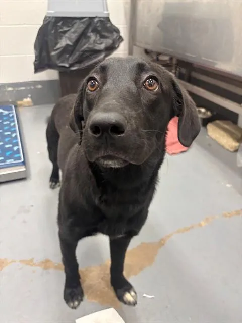 An adult medium-sized female Labrador Retriever dog named Sophia for adoption in Peoria, IL