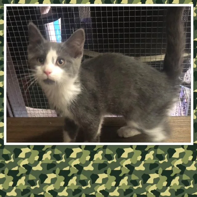 A baby small-sized male Gray & White Domestic Short Hair cat named Heath for adoption in Buckhannon, WV