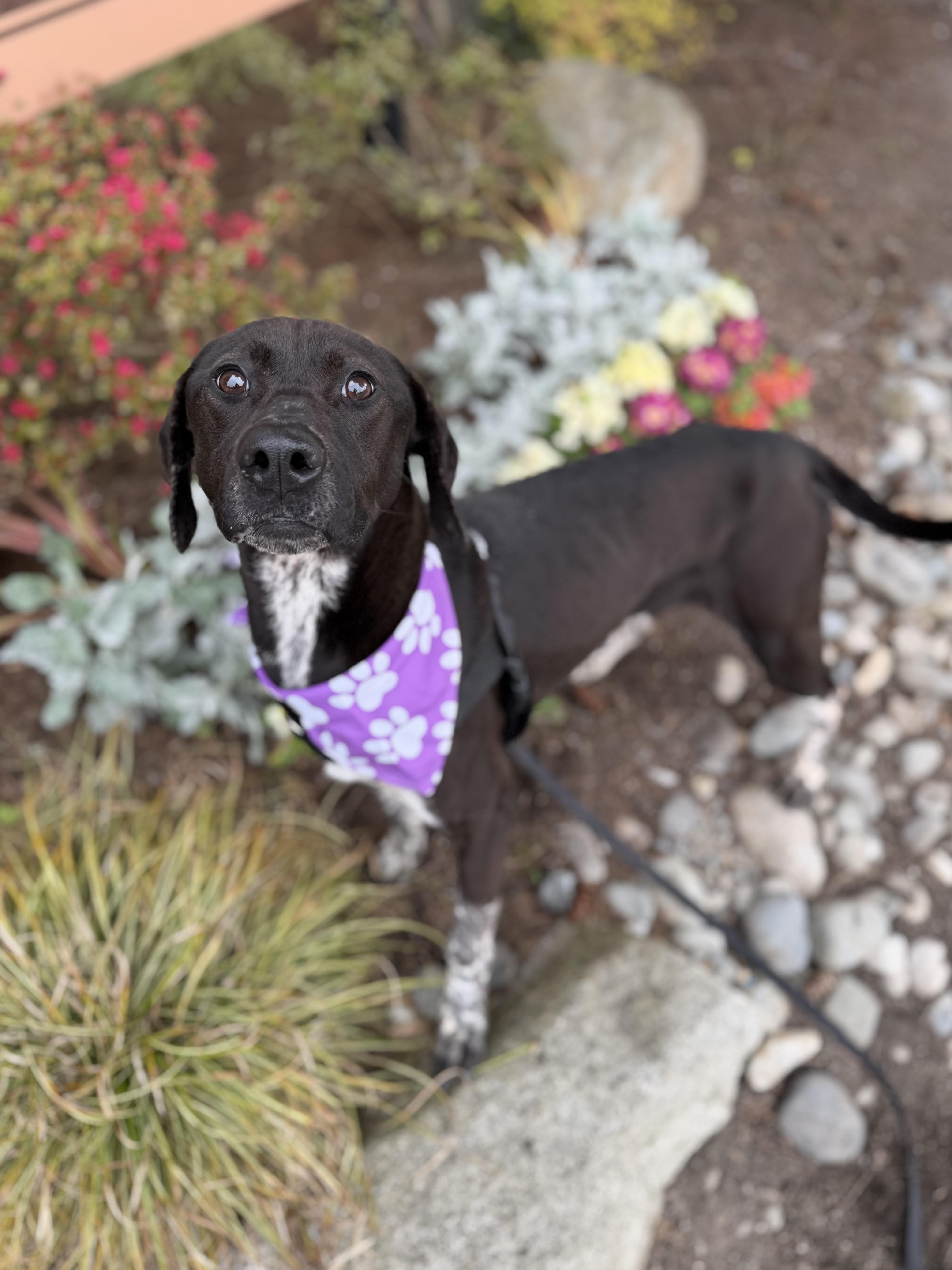 Calliope thumbnail 2