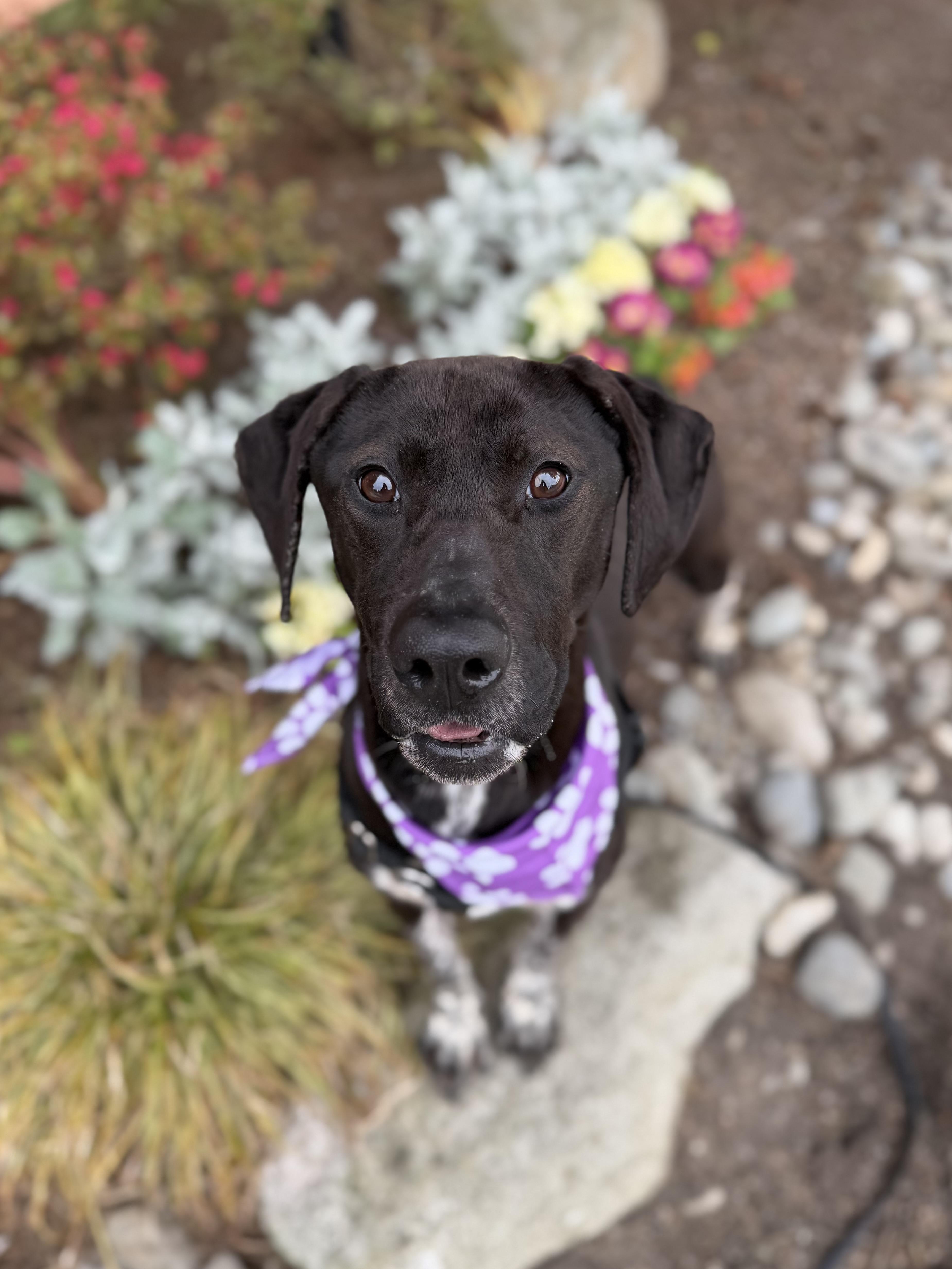 Calliope thumbnail 3