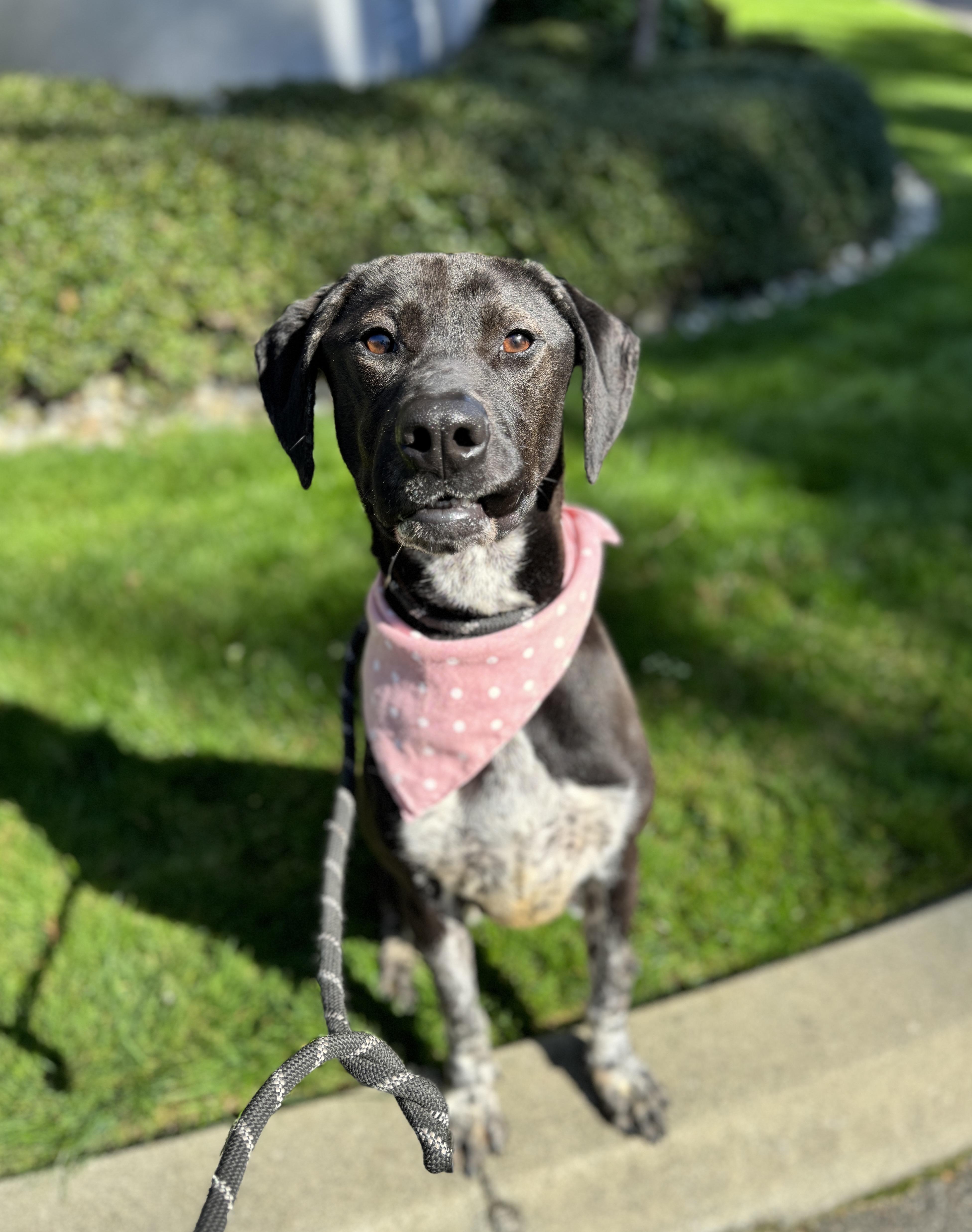 Calliope thumbnail 4