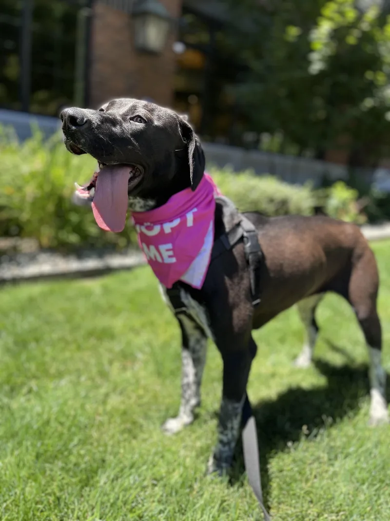 Calliope thumbnail 5