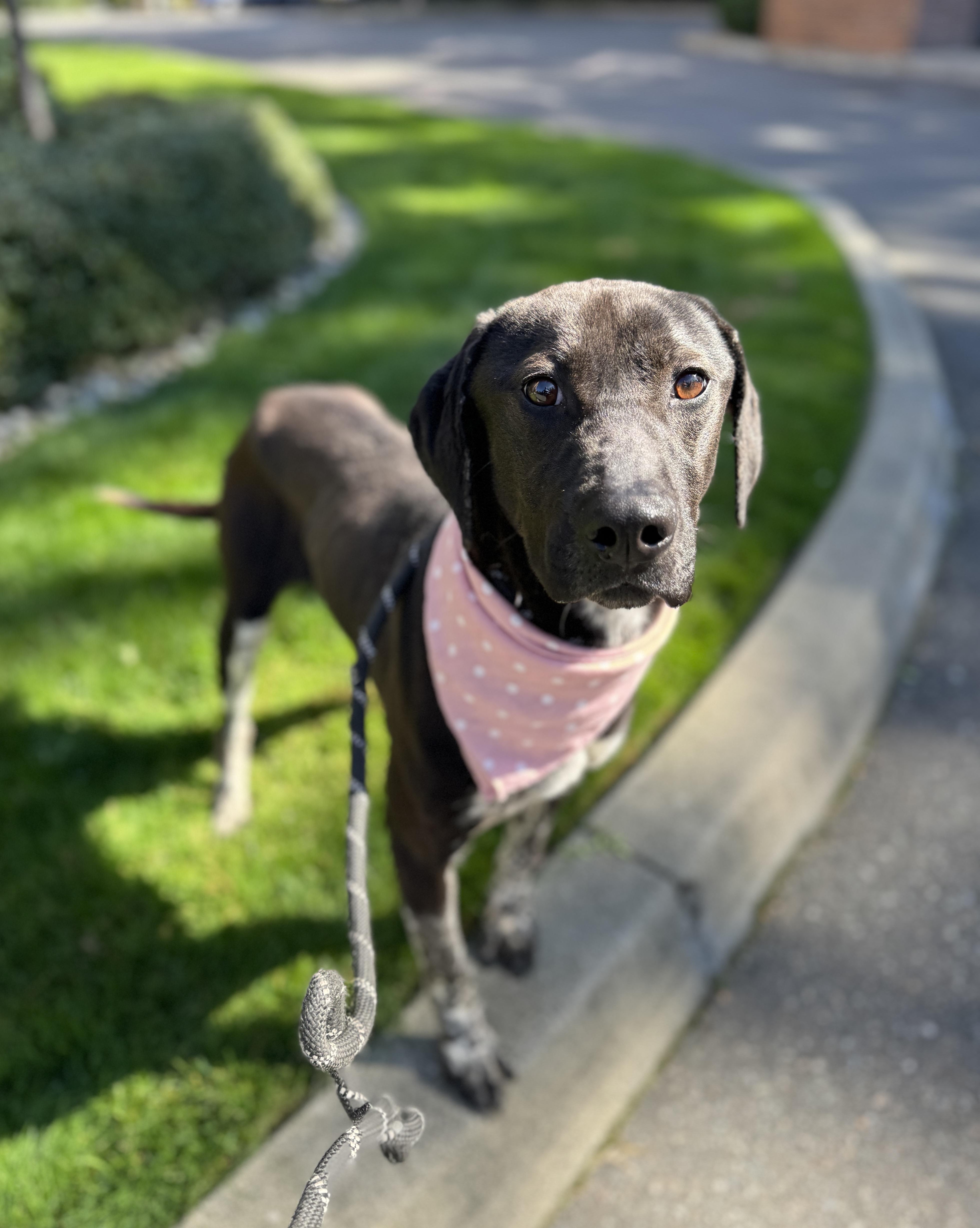 Calliope thumbnail 6