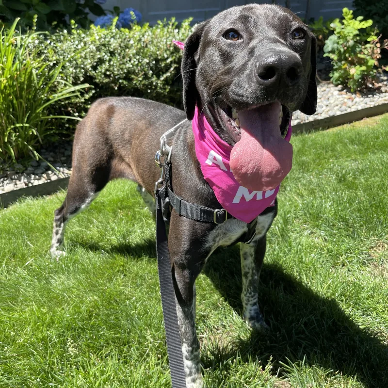 An adult medium-sized female Black Pointer dog named Calliope for adoption in lynnwood , WA