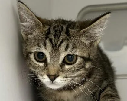 Nala