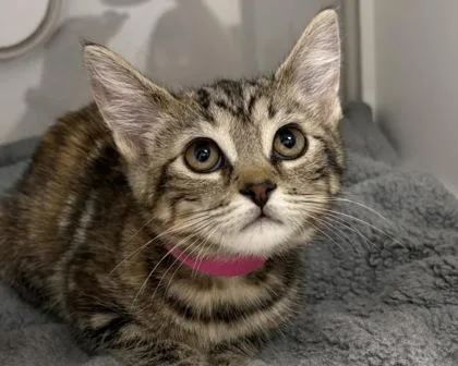 Nala thumbnail 3