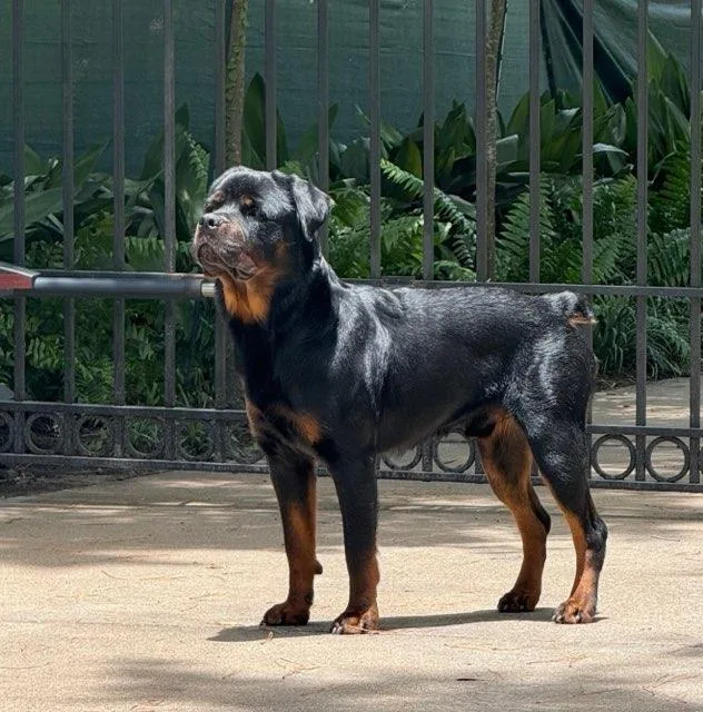 Boo Bear thumbnail 5