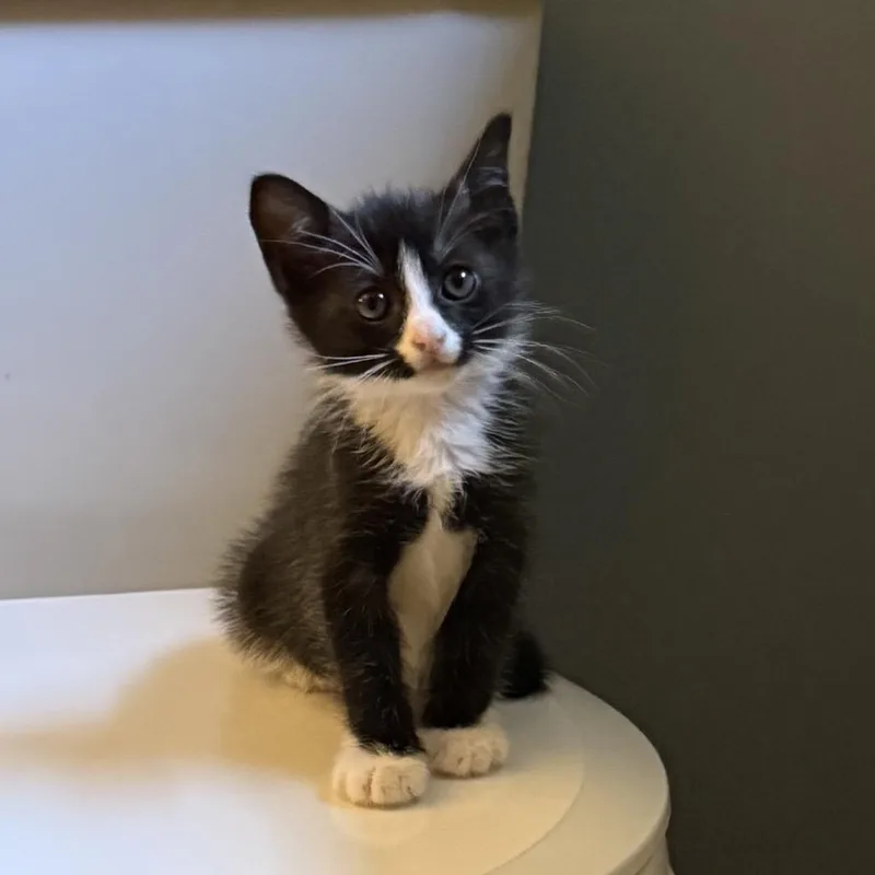 A baby small-sized male Black Domestic Short Hair cat named Jake Ryan for adoption in Bel Air, MD