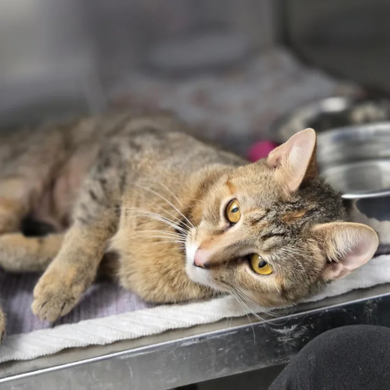 Sally Mae thumbnail 2