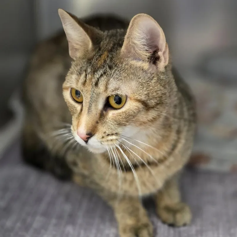 Sally Mae thumbnail 4