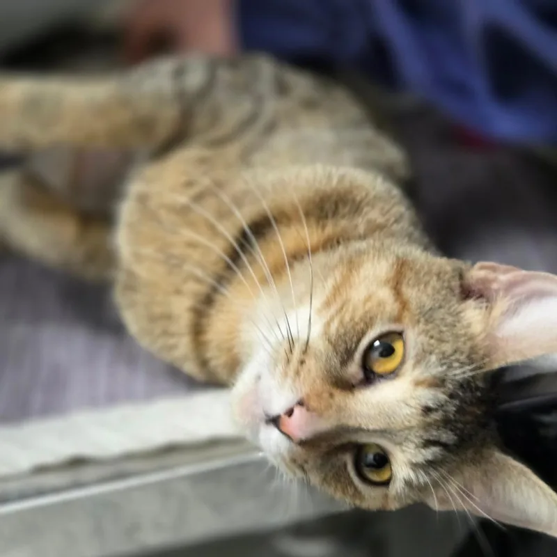 Sally Mae thumbnail 5