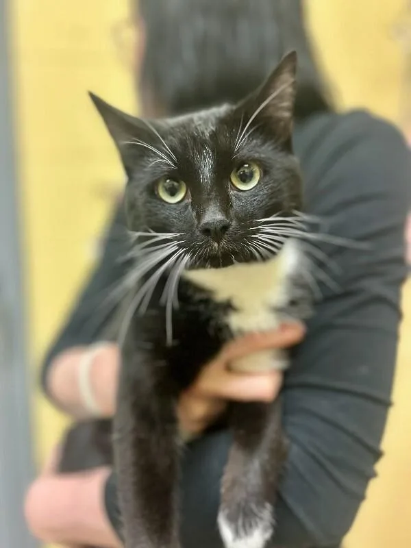 An adult medium-sized male Black Domestic Short Hair cat named Chris for adoption in Wooster, OH