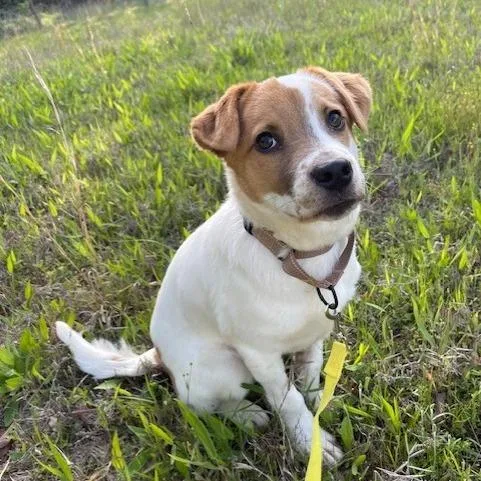 A young small-sized male White / Cream Jack Russell Terrier dog named Spirit for adoption in Wadena, MN