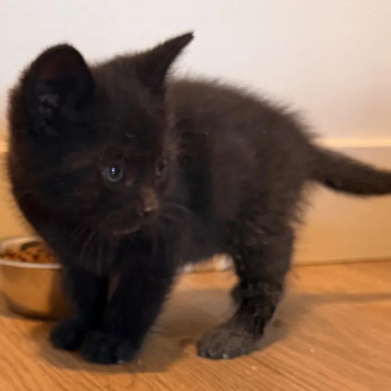 A baby small-sized male Black Domestic Short Hair cat named Smoke for adoption in Tacoma, WA