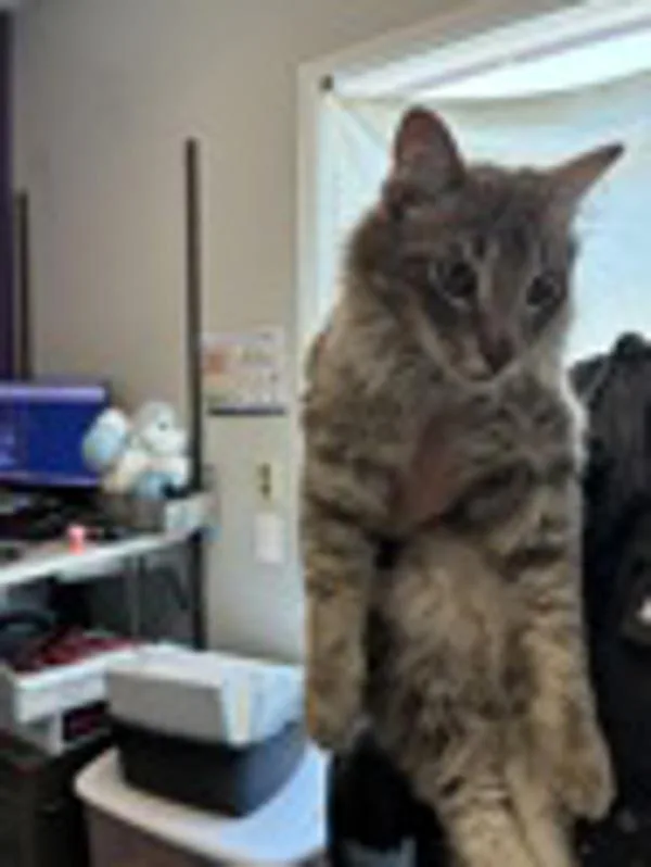 A young small-sized male Domestic Medium Hair cat named Simon for adoption in Salt Lake City, UT