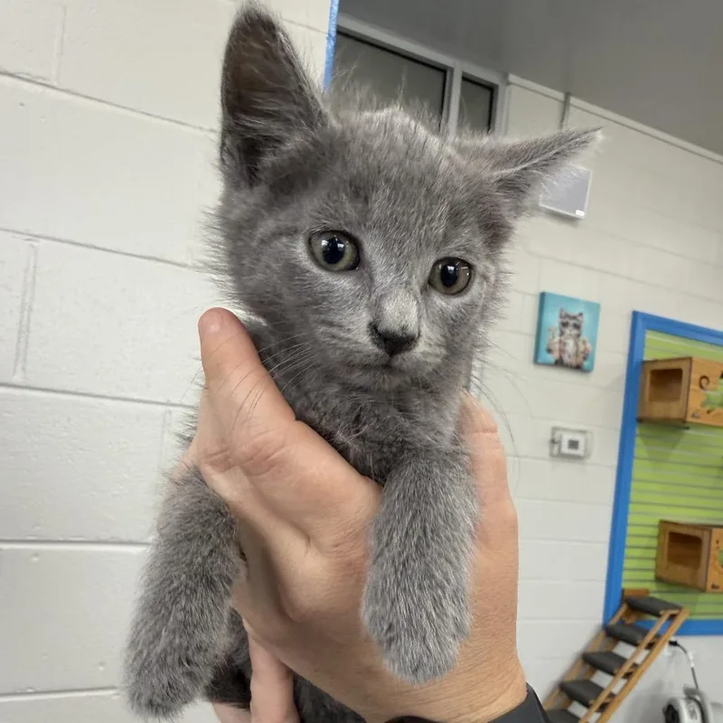 A baby small-sized male Gray / Blue / Silver Domestic Short Hair cat named Moses for adoption in Montgomery, AL