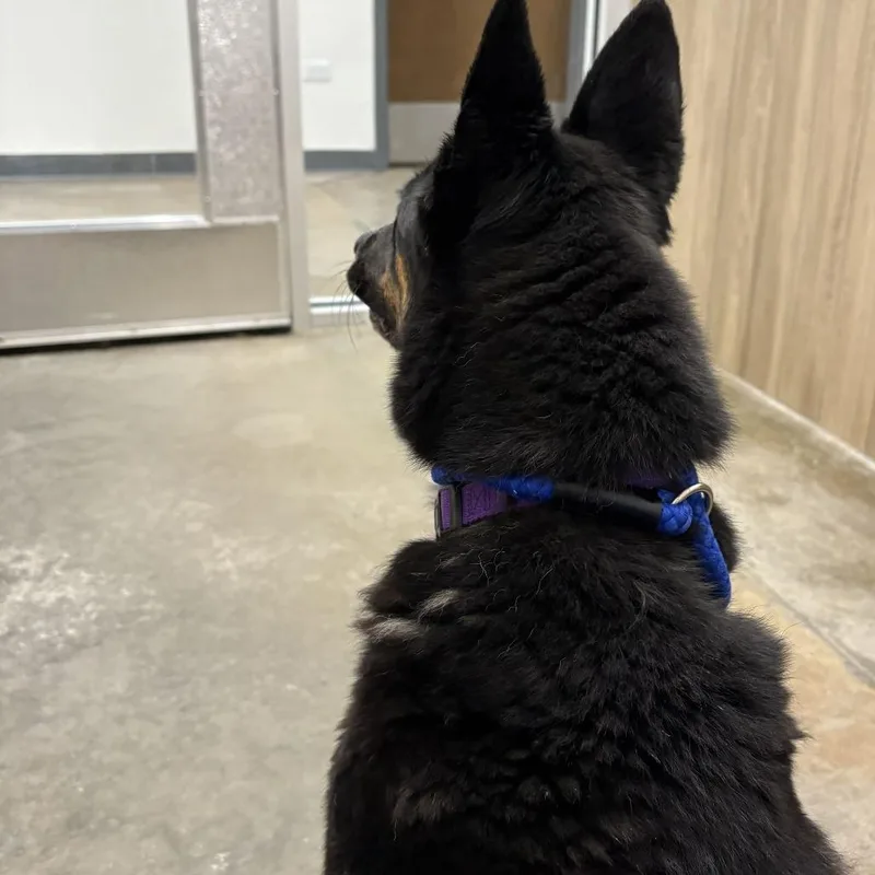 An adult medium-sized female Black Mixed Breed dog named Beulah for adoption in Matteson, IL
