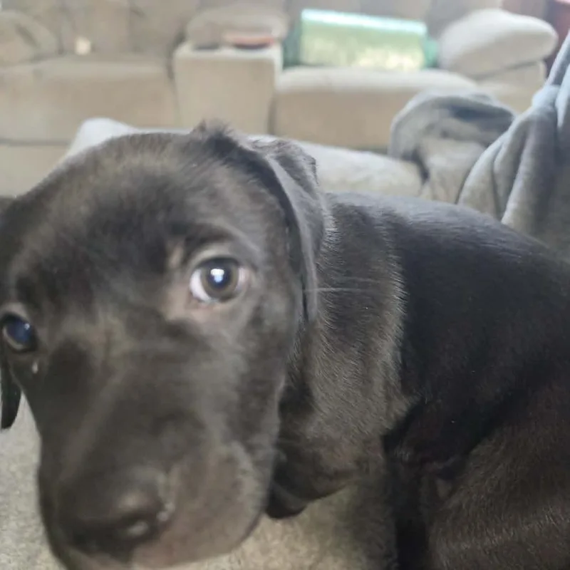 A baby medium-sized female Black Labrador Retriever dog named Licorice Lillith for adoption in West Richland, WA