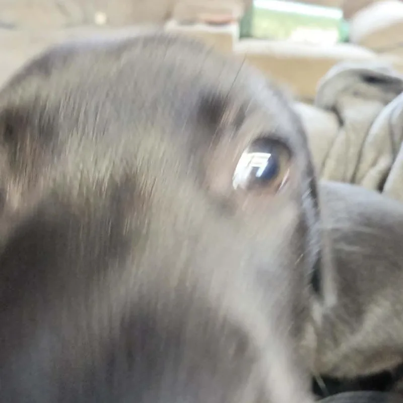 Licorice Lillith thumbnail 2