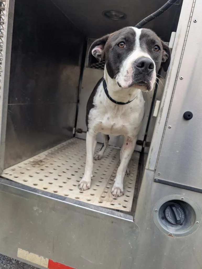 A young medium-sized female Mixed Breed dog named Nashville for adoption in Shelbyville, TN