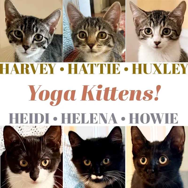 Howie thumbnail 6