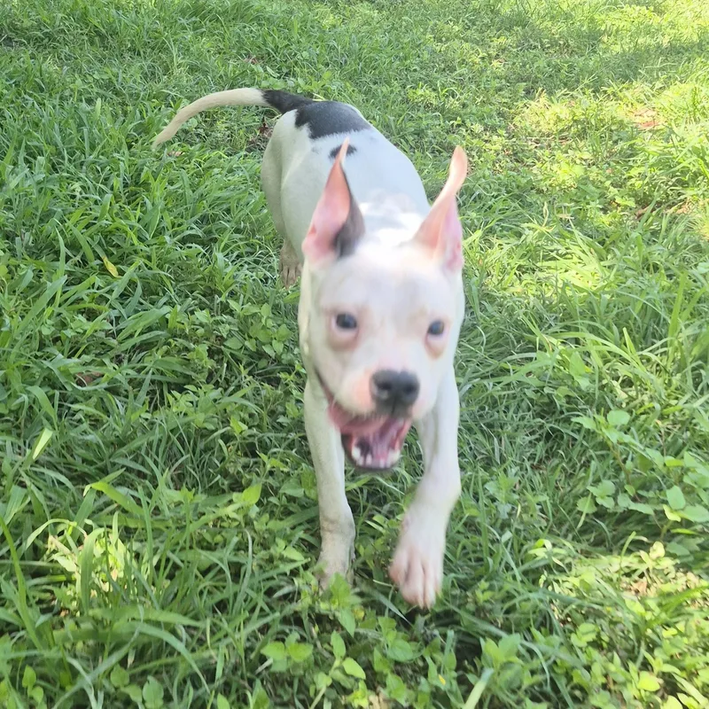 A young medium-sized male White / Cream American Staffordshire Terrier dog named Kevin Gates for adoption in Cibolo, TX
