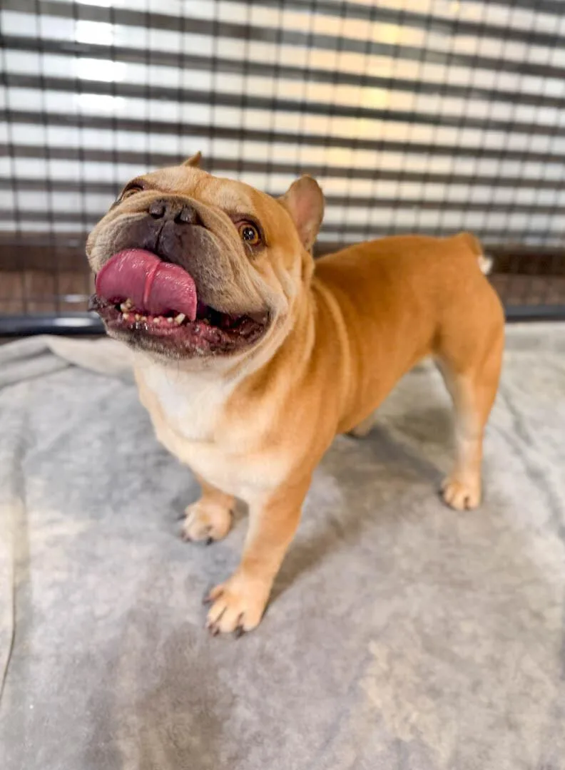 An adult small-sized male French Bulldog dog named Boba for adoption in Windsor, CO