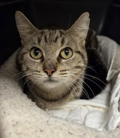 An adult medium-sized female Domestic Short Hair cat named Garnet for adoption in Westland, MI