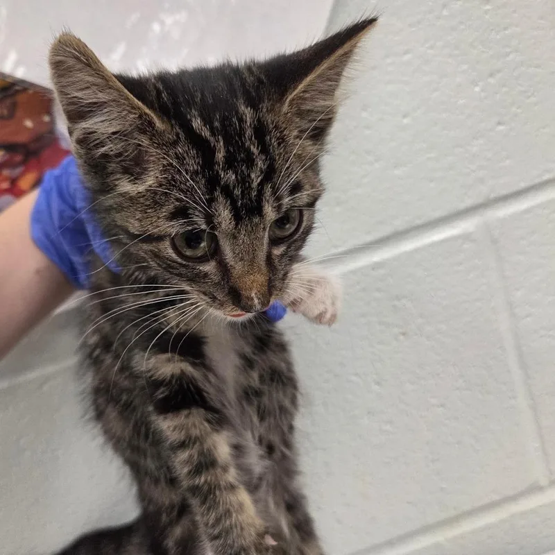 A baby small-sized male Brown / Chocolate Domestic Short Hair cat named Gideon for adoption in Chattanooga, TN