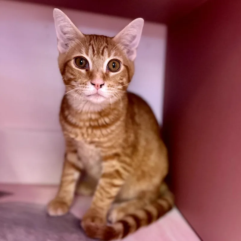 A baby small-sized male Orange / Red Domestic Short Hair cat named Howard for adoption in Forest Park, IL