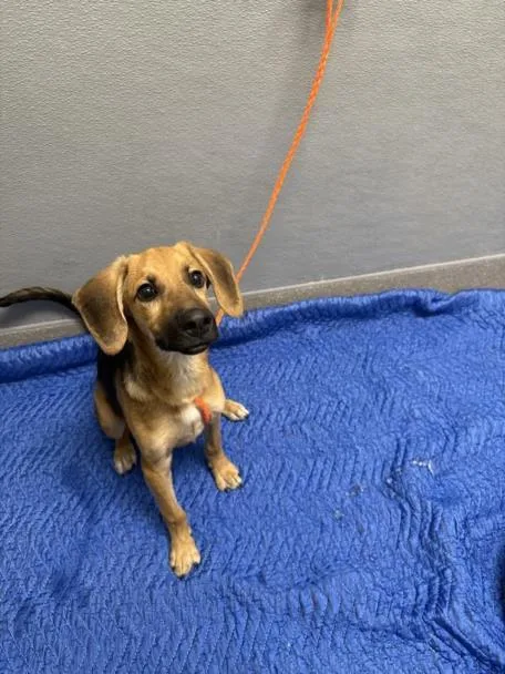 A baby small-sized male Bloodhound dog named Benny for adoption in Las Vegas, NV