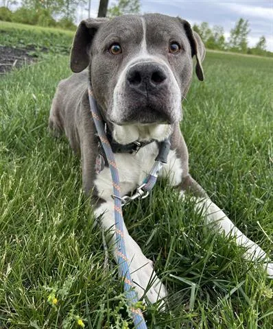 An adult large-sized male Pit Bull Terrier dog named Tank for adoption in Dayton, OH