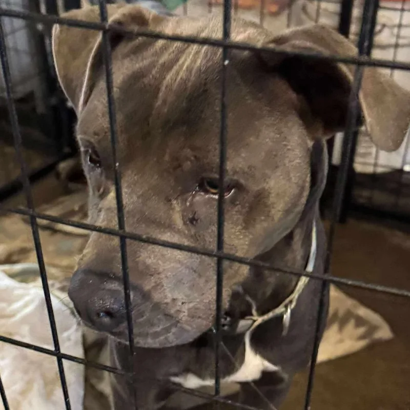 An adult medium-sized female Pit Bull Terrier dog named Larkin for adoption in Wadena, MN