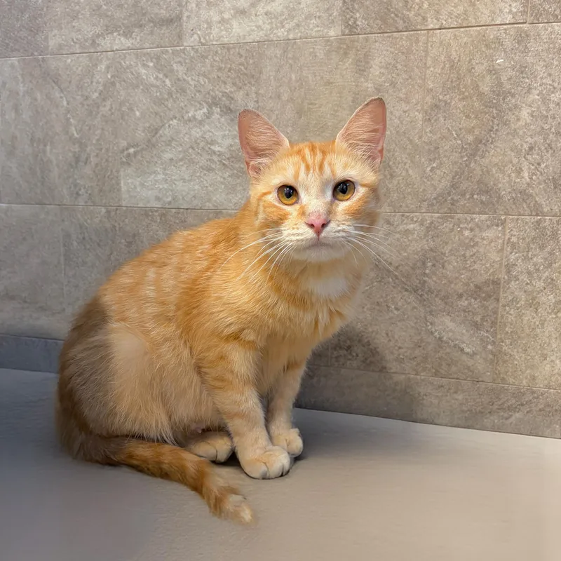 An adult medium-sized female Orange / Red Domestic Short Hair cat named Marmalade for adoption in Moriches, NY