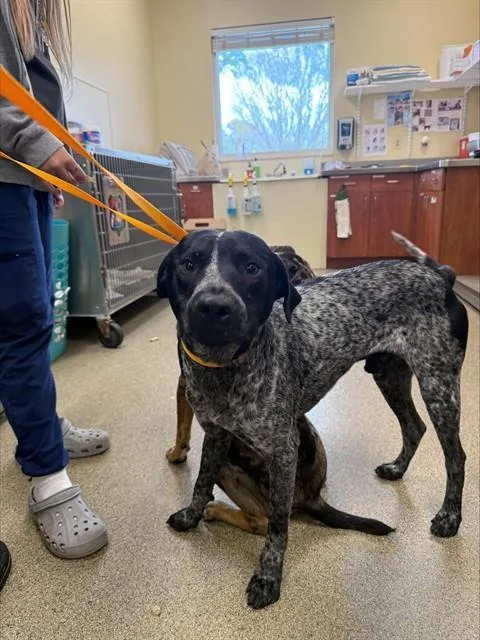 A young medium-sized male Pointer dog named Hank for adoption in Fort Myers, FL