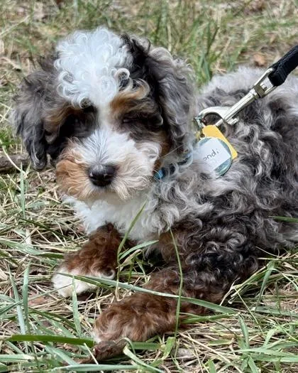 A baby small-sized male Cavalier King Charles Spaniel dog named Bondi for adoption in Malvern, PA