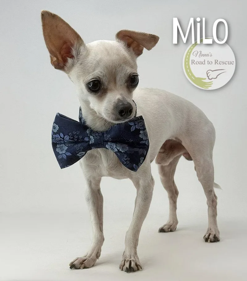 Milo thumbnail 3