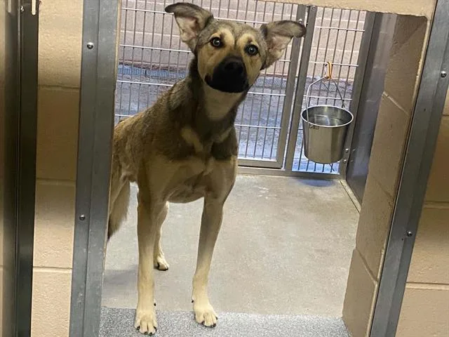 A young large-sized male German Shepherd Dog dog named Haribo for adoption in Tustin, CA