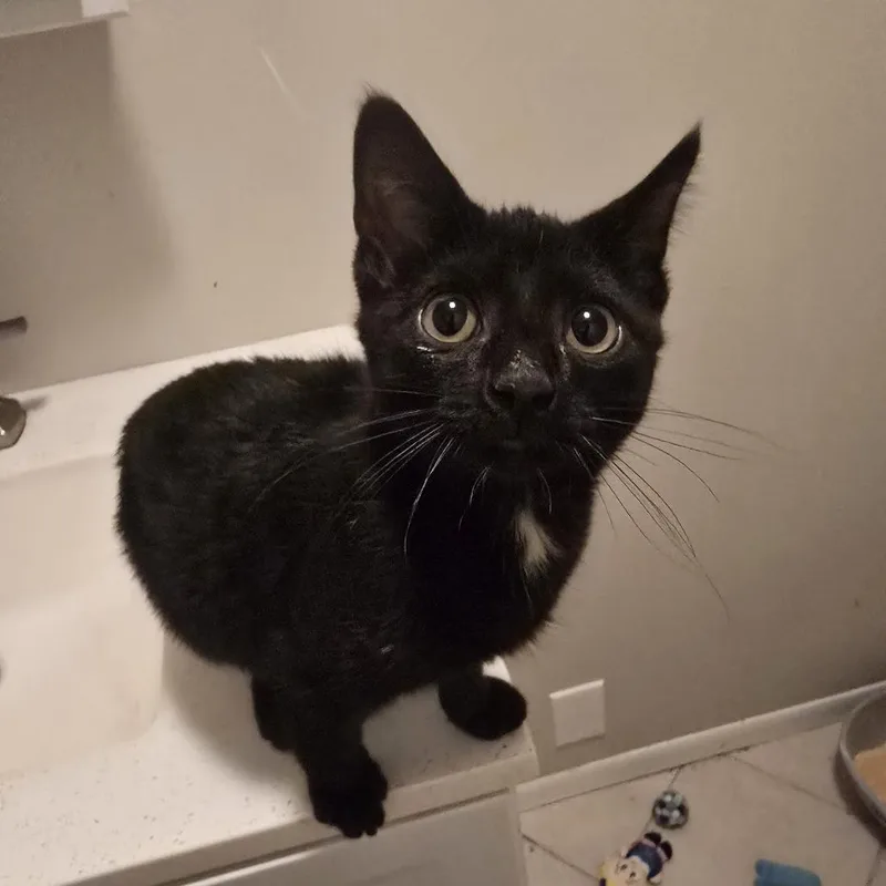 A baby small-sized female Black Domestic Short Hair cat named Brenda C for adoption in Princeton, MN