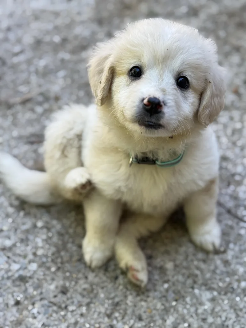 A baby medium-sized female White / Cream Great Pyrenees dog named Iris for adoption in Jeffersonville, IN