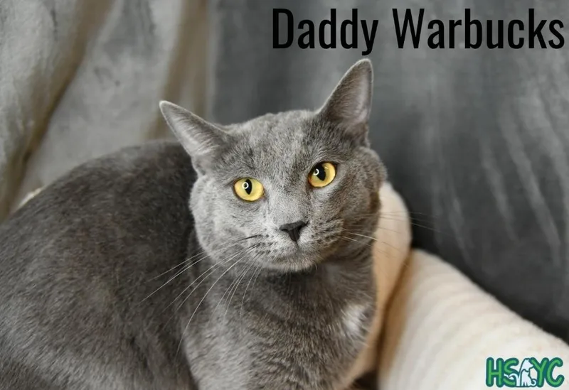 A young medium-sized male Domestic Short Hair cat named Daddy Warbucks for adoption in Fort Mill, SC