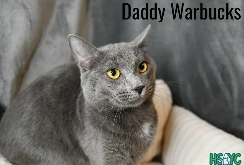 Daddy Warbucks thumbnail 2