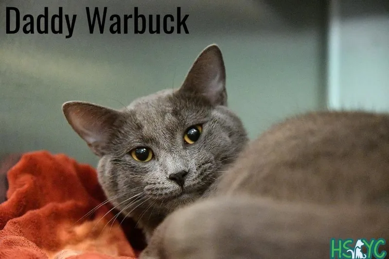 Daddy Warbucks thumbnail 3