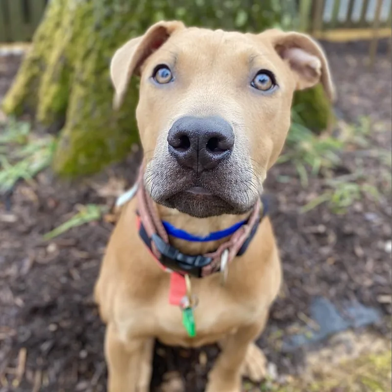 An adult medium-sized male Brown / Chocolate Pit Bull Terrier dog named Ed for adoption in Fairfax Station, VA